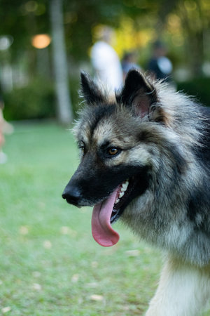 German shepherd dog in the garden. Selective focus on the dogの写真素材