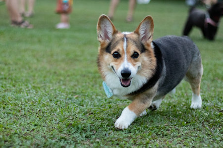 Welsh Corgi Pembroke dog in the parkの写真素材