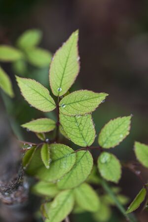 Beautiful small dews on leaves and flowersの写真素材