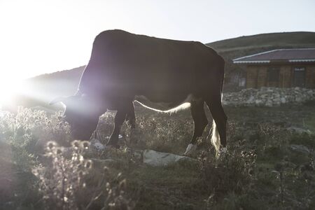 Cows at beautiful sunset on the mountainの写真素材