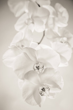 orchid esの写真素材