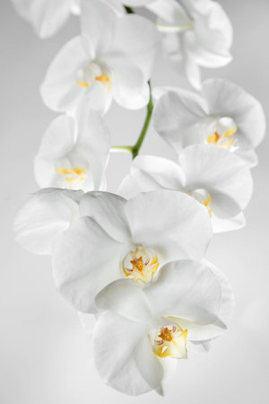 orchid esの写真素材