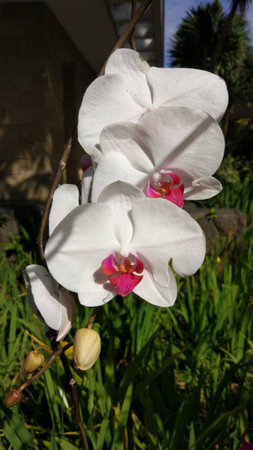 Phalaenopsis sp.の写真素材