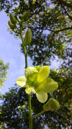 Dendrobium sp.の写真素材