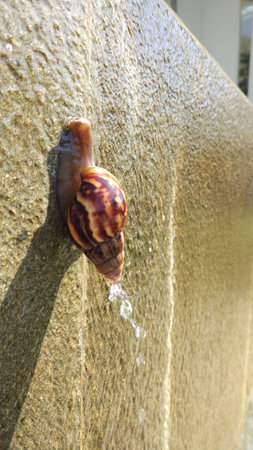 Snail Climbingの写真素材