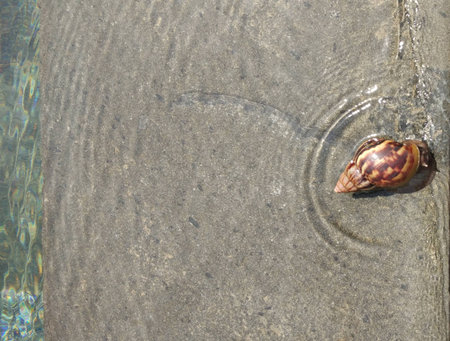 Snail On The Waterの写真素材
