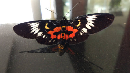 beautiful butterflyの写真素材