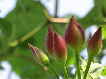 Spring flowers. flowers in the spring. Flowers of the spring. Red bud spring flowers. Spring flowers...