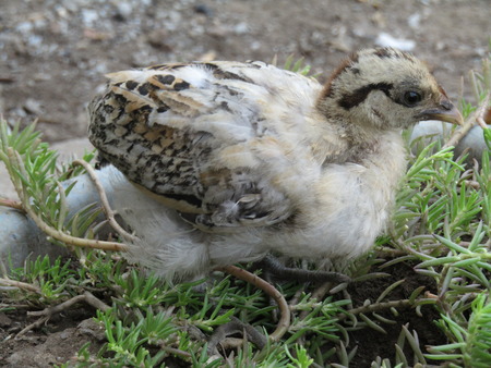 Chicks isolated on white backgroundの写真素材