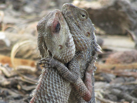 Lizards on the way fight in last stege fights.の写真素材