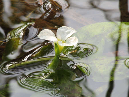 Watering seedling plant in green house garden.の写真素材