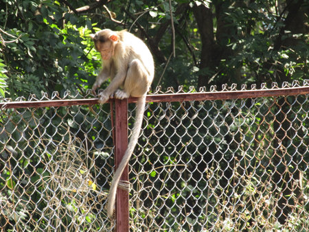 Monkeys live in the tropical rainforests of Asia, Africa, and Central and South America.の写真素材