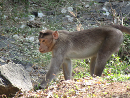 Monkeys live in the tropical rainforests of Asia, Africa, and Central and South America.の写真素材
