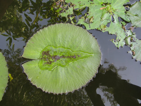 Lotus leaves with drops of water. Oriental garden pond.の写真素材