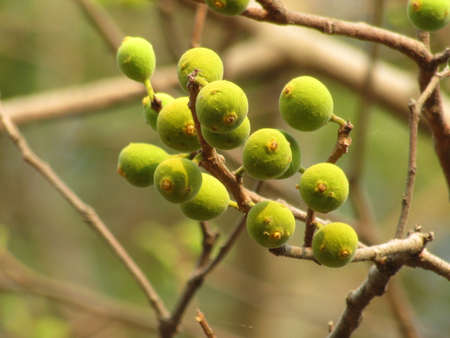 Local fruit of India is called Cluster Fig, Goolar Fig or Gular Fig.