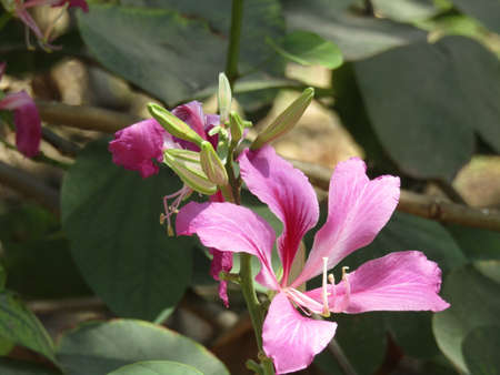 Beautiful purple flower named Purple bauhinia variegata.の写真素材