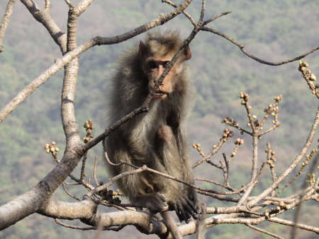 wild monkey with day light in the zoo , outdoors wild animals.