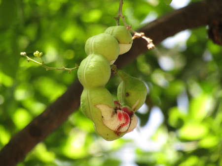 The tamarind on the tree is green and pinkish red in color, its seeds are sticking out and it is...