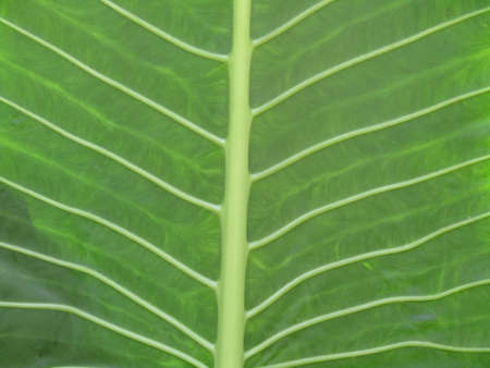 The largest is the leaf of the tree which looks green and also looks very attractive.