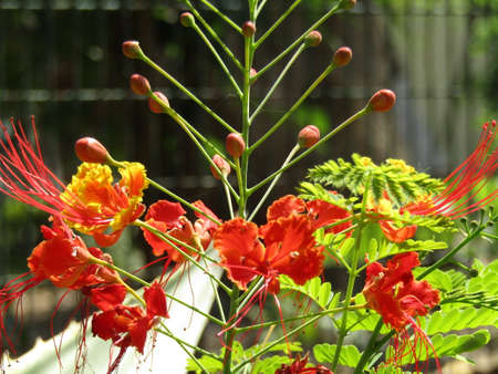 Colorful flower. Flowers home decor. Flower background.の写真素材