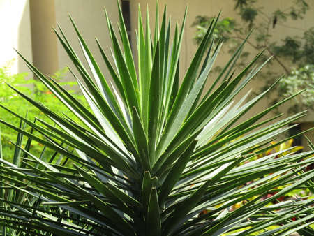 Small plants and small plants in the garden whose leaves look greenish and reddish.の写真素材