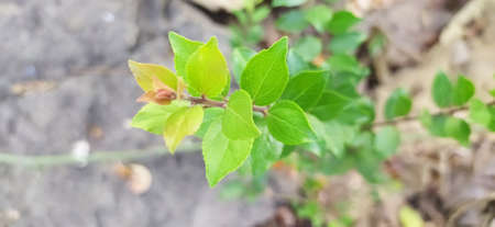 green leaves of a tree in the garden close-up. High quality photo