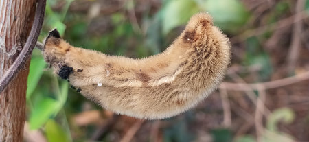 Close-up of a flying squirrel on a branch in the forest