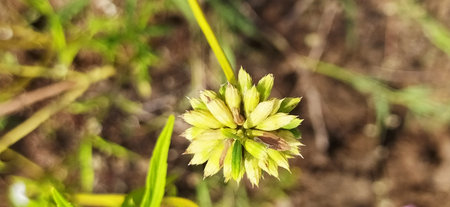 Close-up of a small green flower on a blurred background.