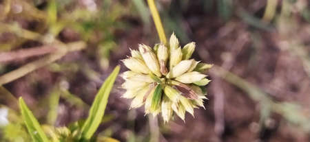 Close-up of a flower bud on a blurred background of grass