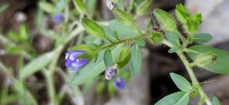 Close-up of small blue flowers and green leaves on the ground.