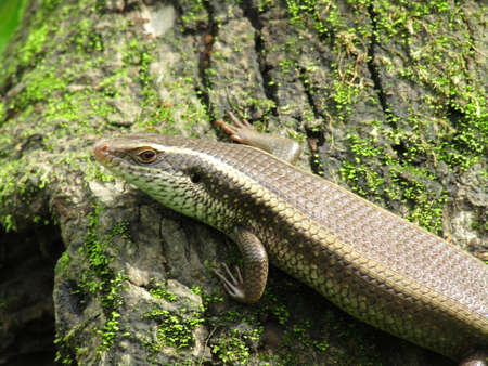 Lizard on a tree trunk in the forest. Close-up.