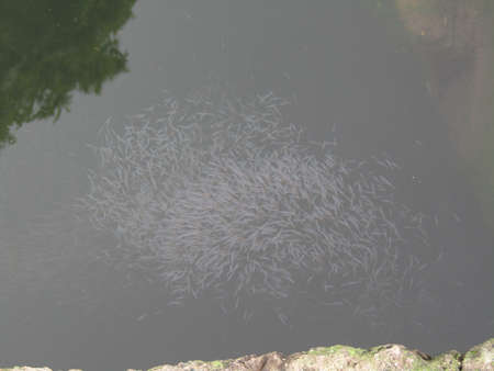 A close up view of a group of fish in the water.