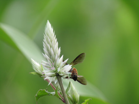 Bee on a white flower. Close-up. Selective focus.の写真素材