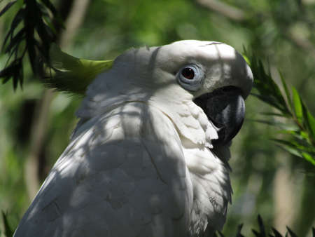 White Cockatoo (Cacatua galerita)