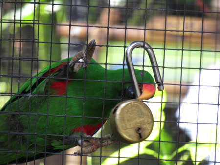 Parrot in a cage with a locked padlock and a key