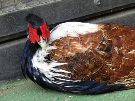 A close up of a pheasant with a red head.