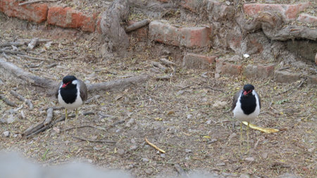 Red-wattled Lapwing (Vanellus vanellus)