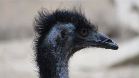 this is a close up of an emu looking at the camera