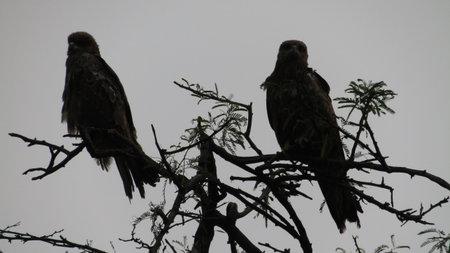Birds of prey in a tree in the Okavango Delta, Botswana.