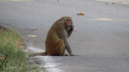 Monkey sitting on the road and eating food. Macaca fascicularis.