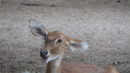 Close up of a whitetail deer in the zoo. The animal is looking at the camera.