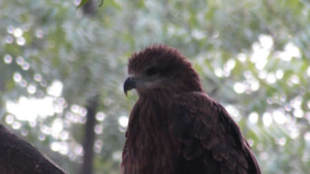 Close-up portrait of an eagle sitting on a branch in the forest