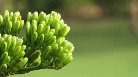 Close up of green aloe vera flower in the garden.の写真素材