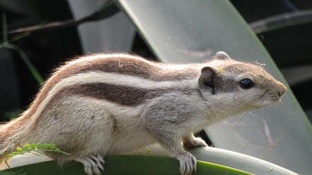 Chipmunk in a park in the city of Kuala Lumpur in Malaysia.の写真素材