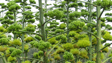 Agave japonica, also known as agave japonicaの写真素材