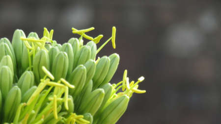 Close-up of a green plant in a pot with a blurred backgroundの写真素材