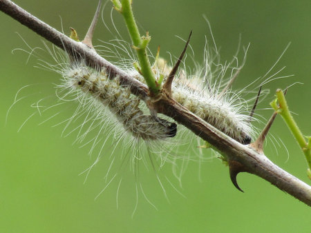 A caterpillar on a branch of a tree. Close-up.