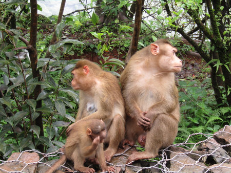 Monkey family in Khao Yai National Park, Thailand.