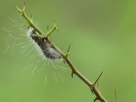 Hairy caterpillar on a branch with green background. Macro.