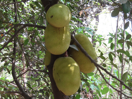 Jackfruits on the tree in the garden,Thailand.